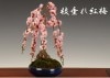 ߺϡߡ(;Ŵȭ)*̵ۡ2024ǯ֡bonsai