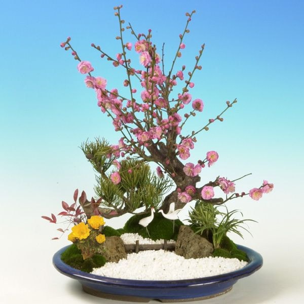 ޽ա(ʱȭ)* դ 2025ǯճͽ ̵ bonsai