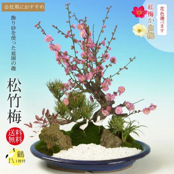 ޽ա(ʱȭ)* դ 2026ǯճͽ ̵ bonsai