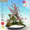 ޽ա(ʱȭ)* դ 2026ǯճͽ ̵ bonsai