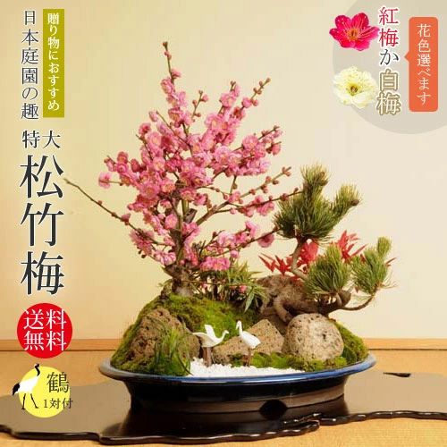 �޽ա����羾����* ���դ���2026ǯ��ճ���ͽ��� ������̵���ۡ��緿�ء�bonsai