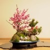 ޽ա羾* դ2024ǯճͽ ̵ۡ緿ءbonsai