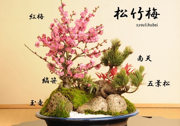 迎春：特大松竹梅* 鶴付き（2026年開花終了）【送料無料】【大型便