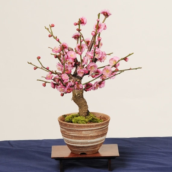 小品盆栽：紅梅（信楽焼刷毛目鉢）*【送料無料】【2026年早春開花予定