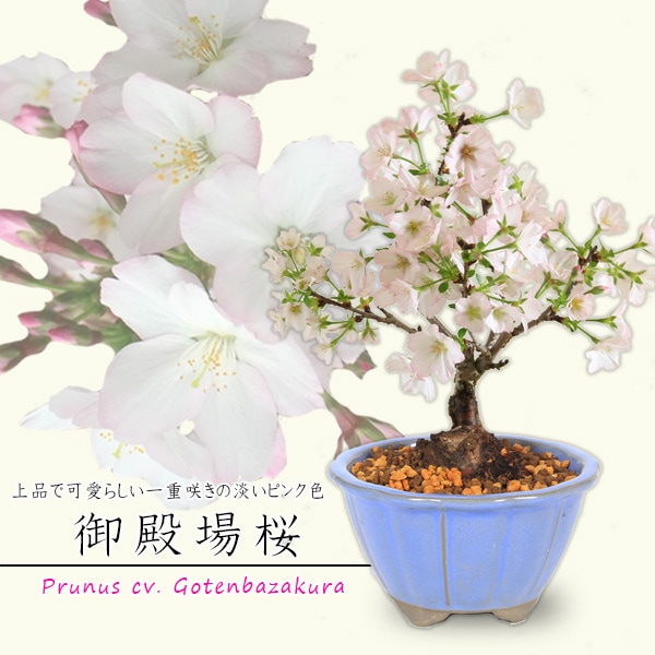 ミニ盆栽：御殿場桜(国産輪花均釉鉢）*(2026年春開花予定)Sakura