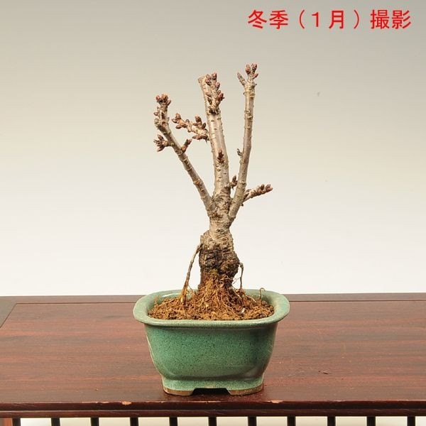桜盆栽：一才桜（青長方鉢）*【送料無料】bonsai＜2026年開花終了