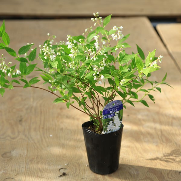苗：姫うつぎ | 盆栽素材,苗(花物・実物),～1000円まで | 遊恵盆栽 本店