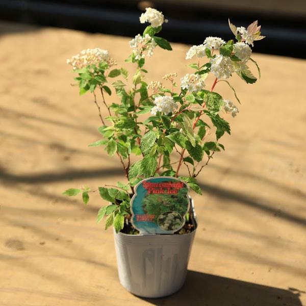 苗 斑入りこでまり 桜でまり ピンクアイス 盆栽素材 苗 花物 実物 1000円まで 遊恵盆栽 本店