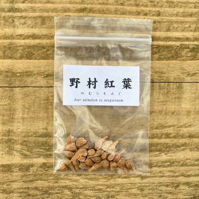 遊恵盆栽：種子 野村紅葉*（ノムラモミジ/のむらもみじ） | 盆栽