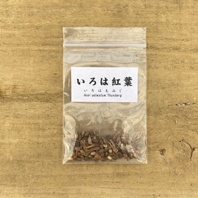 遊恵盆栽：種子 いろはもみじ*（イロハモミジ/紅葉） | 盆栽素材,種子