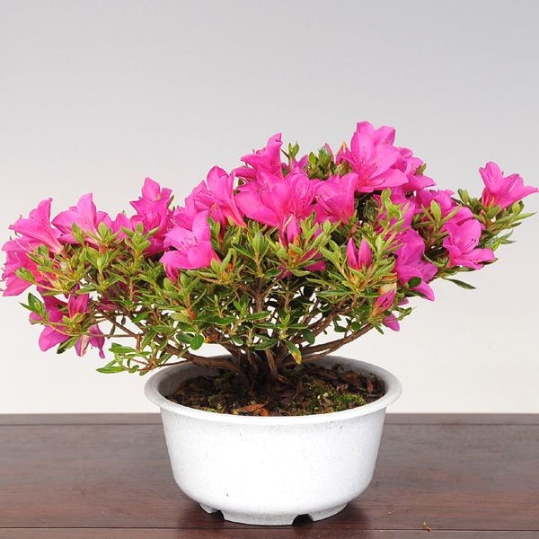 苗：さつき（星の輝き） | 盆栽素材,苗(花物・実物),1000円以上 | 遊恵