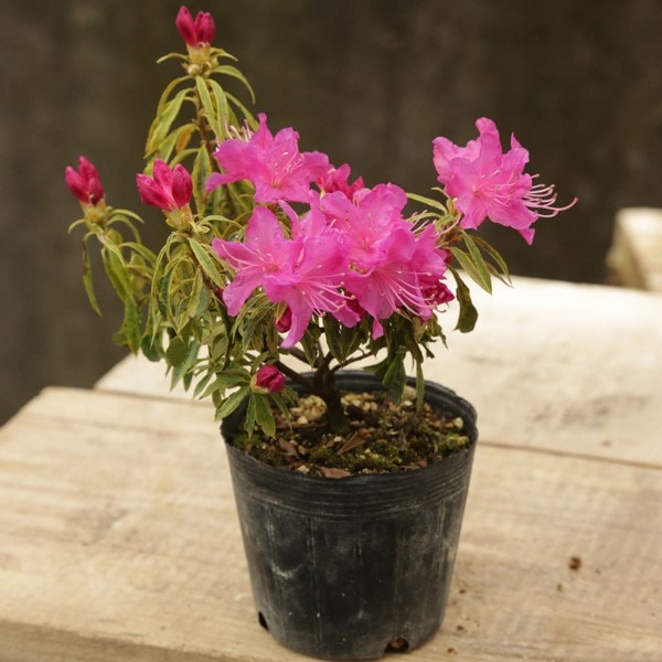 苗：姫吉野つつじ | 盆栽素材,苗(花物・実物),1000円以上 | 遊恵盆栽 本店