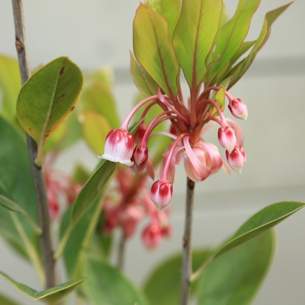苗：ホンコンドウダンツツジ ピンクシャンデリア | 盆栽素材,苗(花物