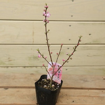 苗：庭桜（にわざくら） | 盆栽素材,苗(花物・実物),～1000円まで