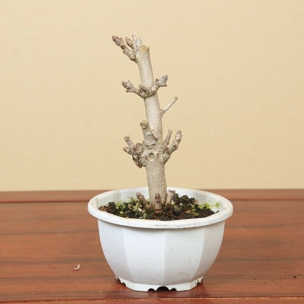 乳イチョウ　盆栽　乳銀杏　イチョウ盆栽　ギンナン　チチイチョウ 楽天市場】盆栽 銀杏 乳銀杏 チチイチョウ 一点もの 現品お届け 希少