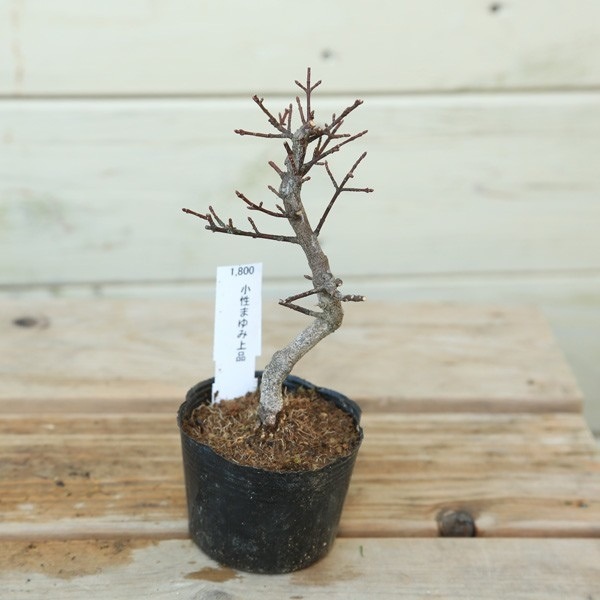 苗：小性真弓（マユミ） | 盆栽素材,苗(花物・実物),1000円以上 | 遊恵
