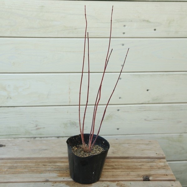 山取り　ヤマモミジ 2024/8/9 ヤマセミ|カワガラス|アオゲラ 丹沢湖・世附川の野鳥観察記録