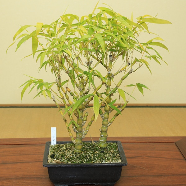 苗：大福竹（仏肚竹）2本仕立て | 盆栽素材,苗(雑木) | 遊恵盆栽 本店