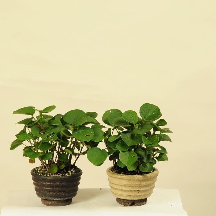 ミニ盆栽：ハマボウ*bonsai | ミニ・小品盆栽,雑木 | 遊恵盆栽 本店
