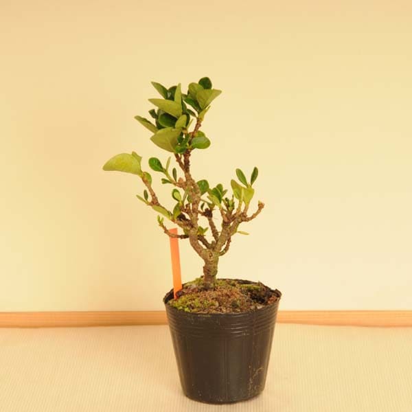 苗：一才達磨くちなし | 盆栽素材,苗(花物・実物),1000円以上 | 遊恵