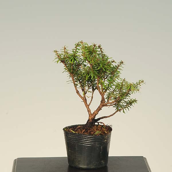 苗：米栂（コメツガ） | 盆栽素材,苗(松柏) | 遊恵盆栽 本店