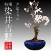 ���ߺϡ������������������;���ȭ��*��2026ǯ�ճ���ͽ���bonsai