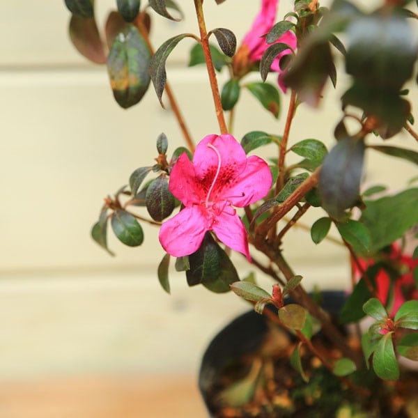 苗：ミツバツツジ・元の助 | 盆栽素材,苗(花物・実物),1000円以上