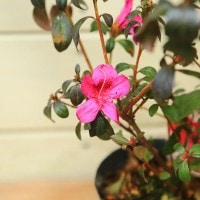 苗：ミツバツツジ・元の助 | 盆栽素材,苗(花物・実物),1000円以上