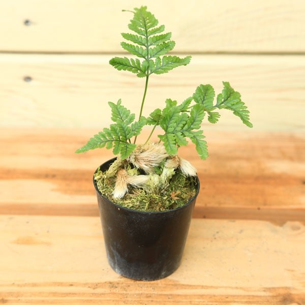 苗 山野草 姫石化しのぶ すべての商品 遊恵盆栽 本店