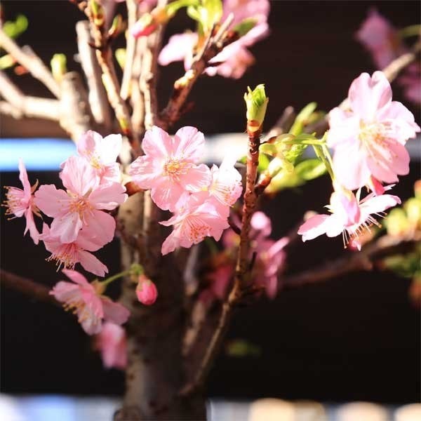 苗 河津桜 かわづざくら 盆栽素材 遊恵盆栽 本店