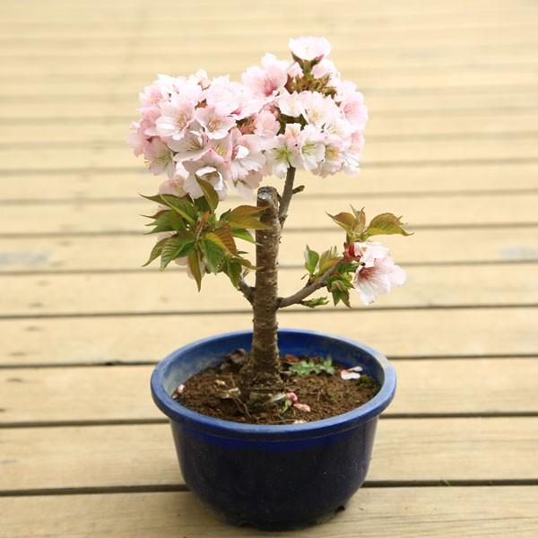 盆栽素材 苗：八重桜 南殿 *4.5号さくら/ヤエサクラ/なでん/ナデン