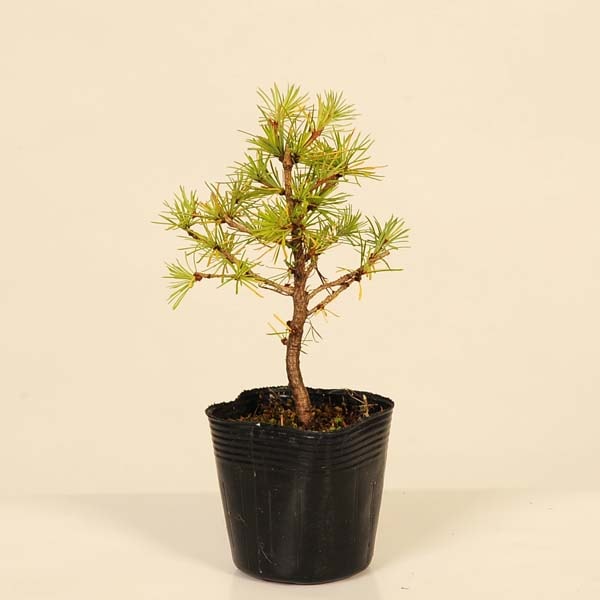 唐松（カラマツ）盆栽 SS003 盆栽創 / 唐松（カラマツ）盆栽 SS003