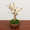 ߺϡߡʿھƾȭ*̵ۡ2025ǯֽλbonsai