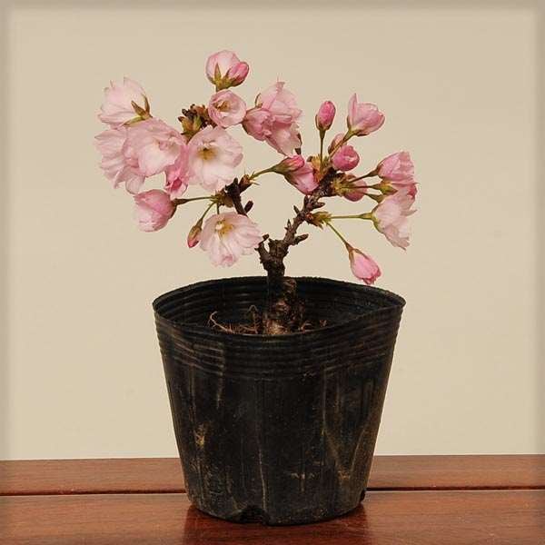 ミニ盆栽、一才桜、サボテン　６個セット 1295-2025.jpg