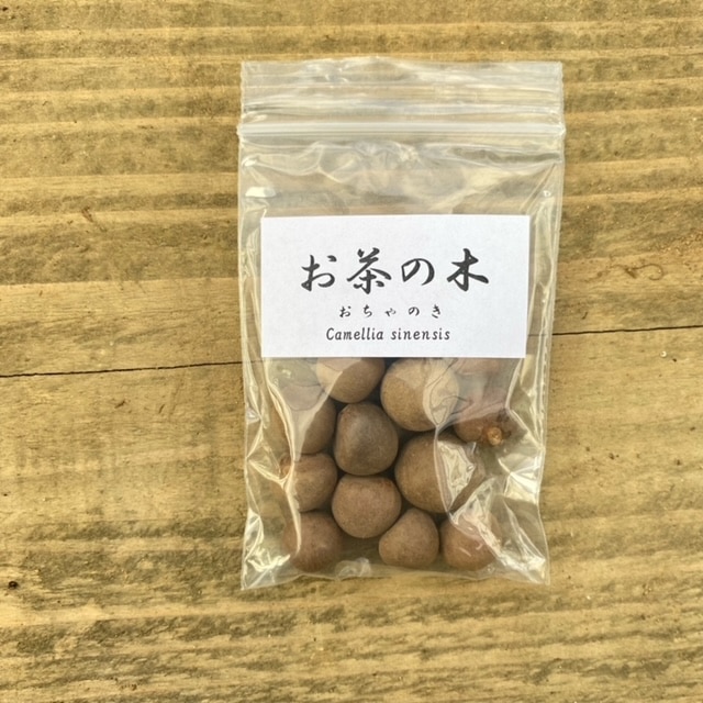 遊恵盆栽：種子 お茶の木*（オチャノキ/おちゃのき） | 盆栽素材,種子