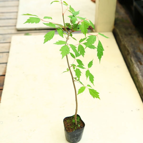 苗：三つ手楓（みつでかえで） | 盆栽素材,苗(雑木) | 遊恵盆栽 本店