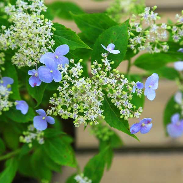 苗：山あじさい(瀬戸の月) | 盆栽素材,苗(花物・実物),1000円以上
