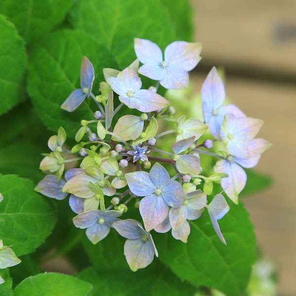 苗：山あじさい(土佐の暁) | 盆栽素材,苗(花物・実物),1000円以上