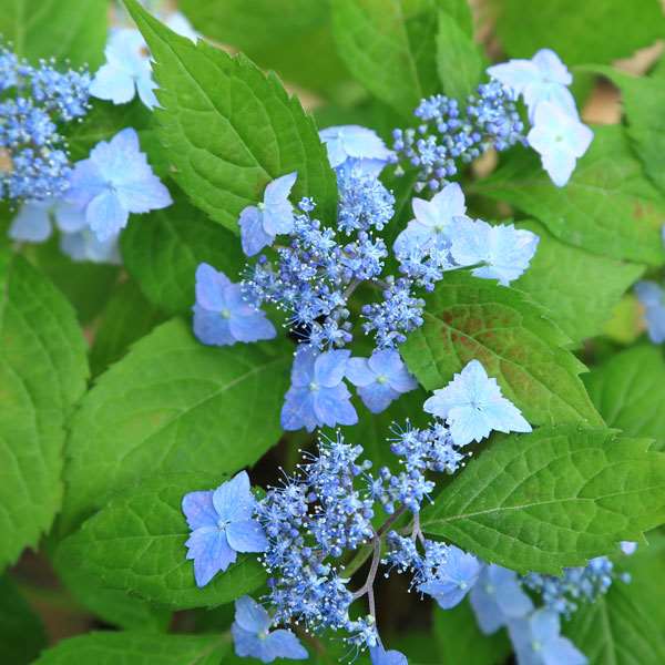 苗：山あじさい(伊予十字星) | 盆栽素材,苗(花物・実物),1000円以上