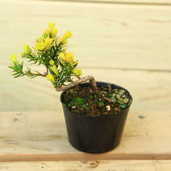 キンキャラ/金キャラ【現品発送】管理70258 キンキャラ/金キャラ【現品発送】管理70258 キンキャラ/金キャラ【現品