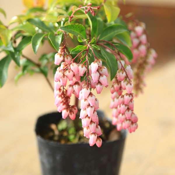 アセビ　紅花　９０センチ Amazon | SORA 紅花アセビ H700～900mm（鉢底より） | 植木