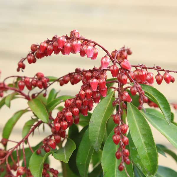 苗：紅花アセビ（バーレバレンタイン） | 盆栽素材,苗(花物・実物