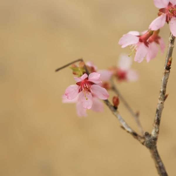 三河盆栽　おかめ桜　盆栽　素材 三河盆栽 おかめ桜 盆栽 素材 三河盆栽 おかめ桜 盆栽 素材