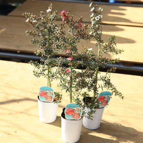 苗 魚柳梅 ギョリュウバイ 盆栽素材 苗 花物 実物 1000円以上 遊恵盆栽 本店 苗 魚柳梅 ギョリュウバイ 盆栽素材 苗 花物 実物 1000円以上 遊恵盆栽 本店