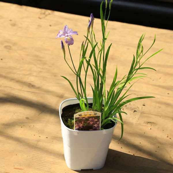 苗 山野草 姫しゃが ヒメシャガ 山野草 下草 遊恵盆栽 本店
