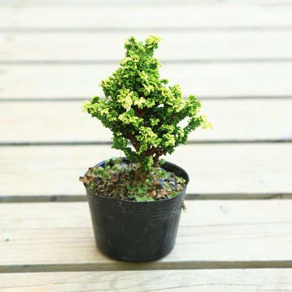 苗：銀芽石化桧(せきかひのき)*（大） | 盆栽素材,苗(松柏) | 遊恵盆栽