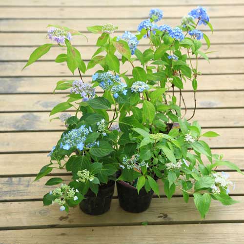 【あじさい 】2点 まとめ売り 靴 まとめ売り 靴 まとめ売り 楽天市場】アディダス ZXの通販