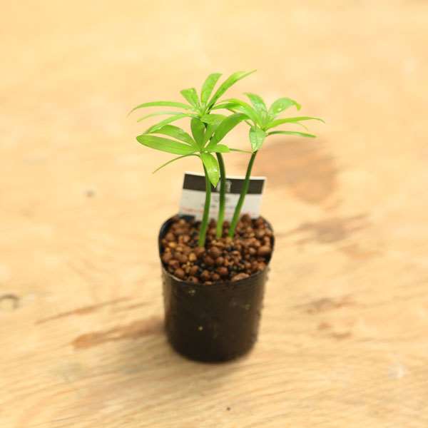 ミニ苗：イヌマキ(槇) | 盆栽素材,苗(雑木) | 遊恵盆栽 本店