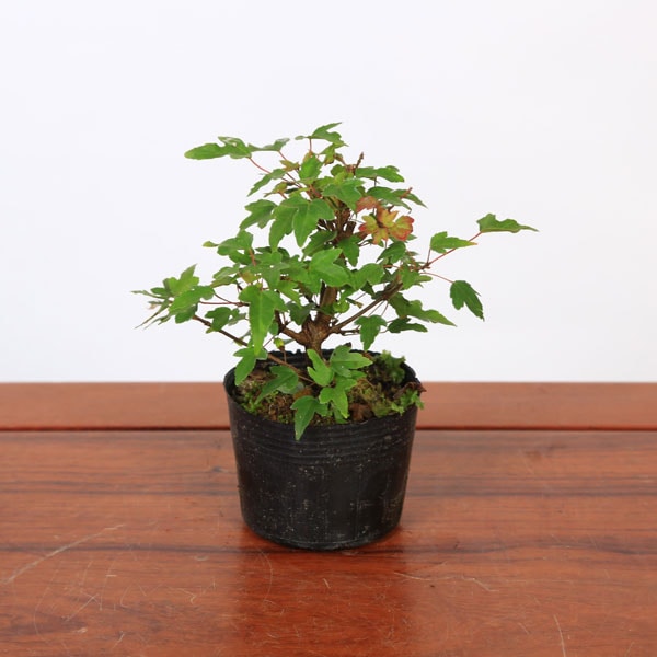 苗：美濃楓(ミノカエデ)*八房楓 みのかえで | 盆栽素材,苗(雑木