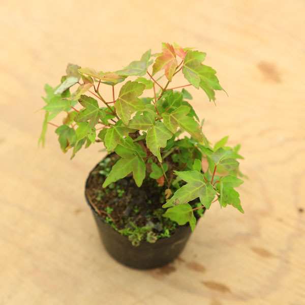 小葉性カエデ　かえで　楓　盆栽 苗：小葉性楓(カエデ) | 盆栽素材,苗(雑木) | 遊恵盆栽 本店